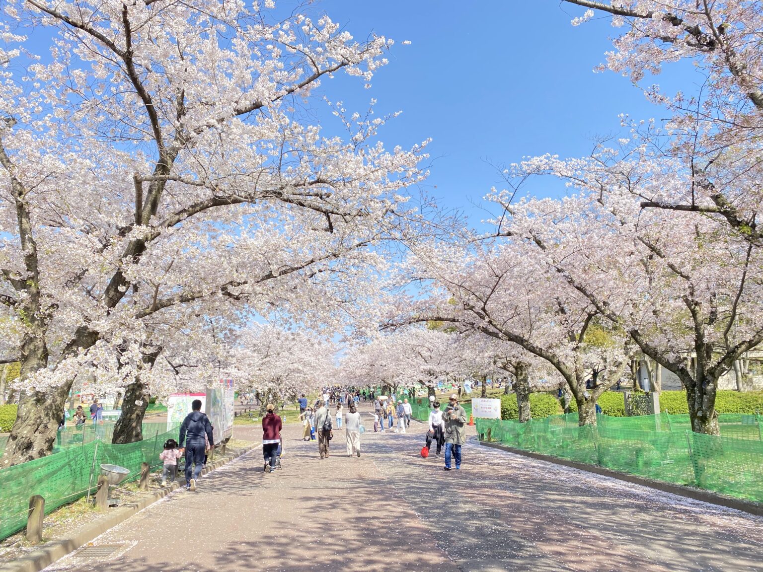 【Osaka Sakura】Sakura viewing at Expo ’70 Commemorative Park, a famous ...