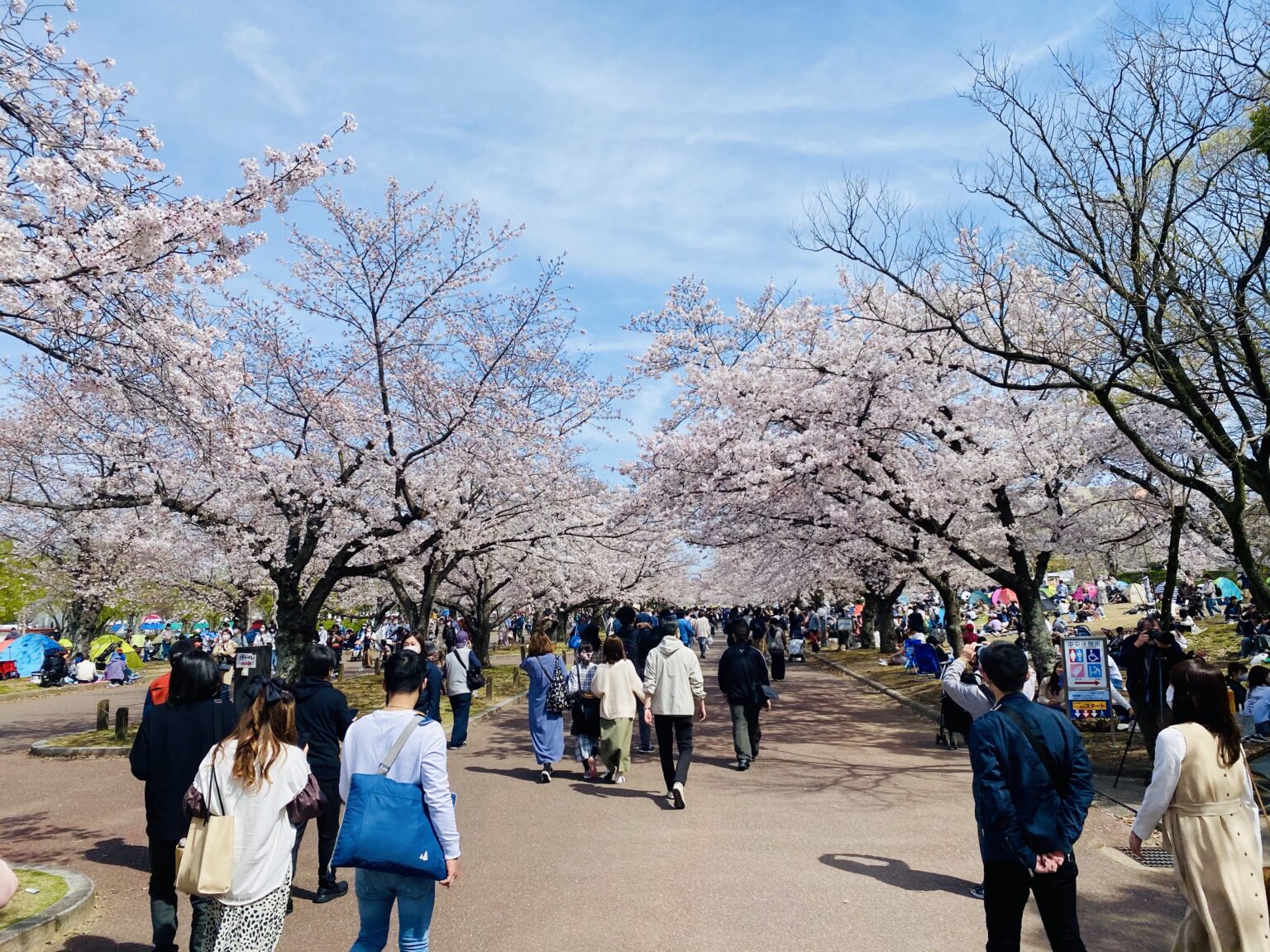 【Osaka Sakura】Sakura viewing at Expo ’70 Commemorative Park, a famous ...